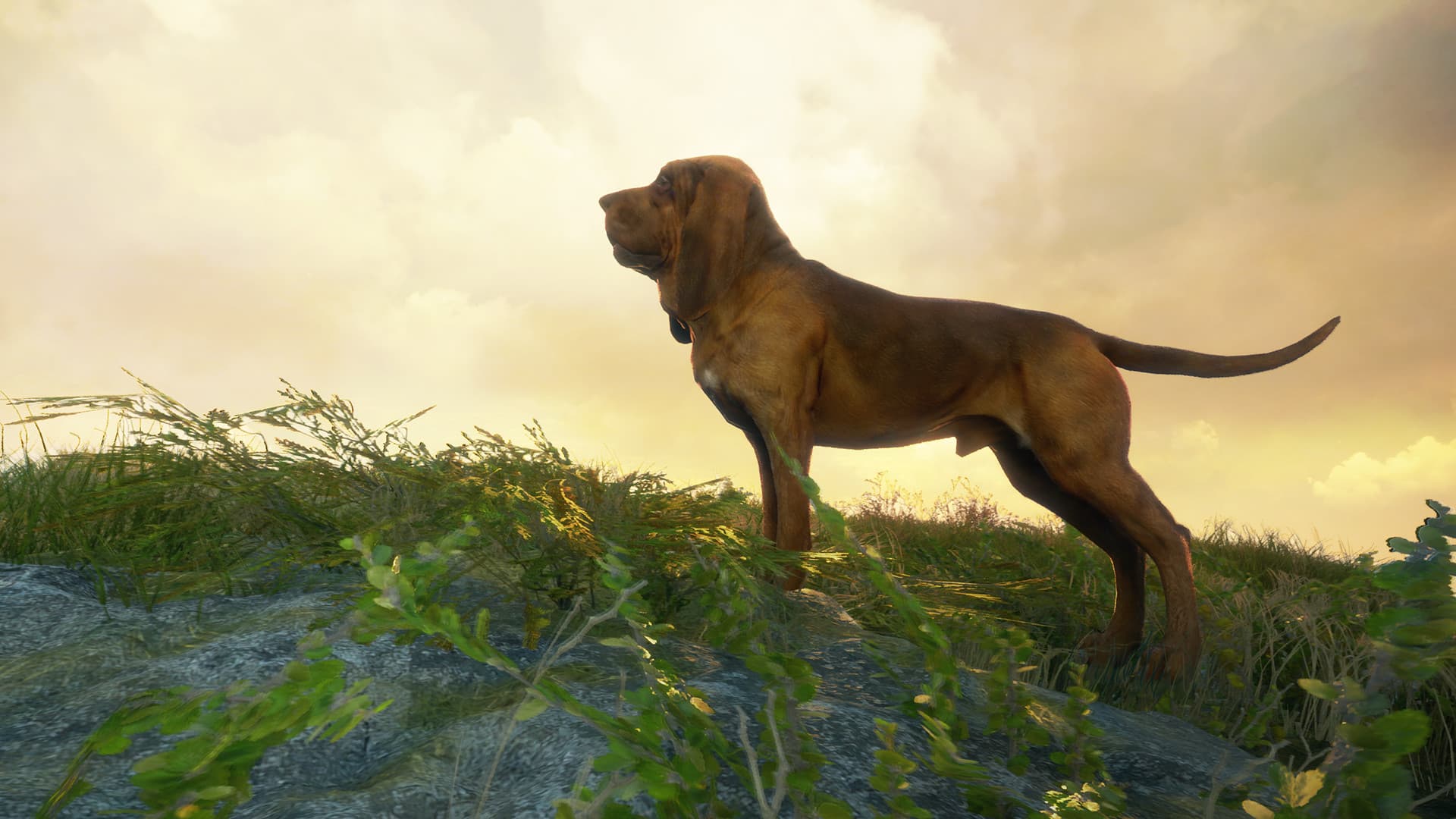 theHunter: Call of the Wild - Bloodhound DLC — DLC Steam